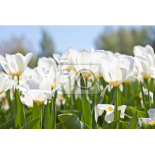 Фотообои с белоснежными тюльпанами