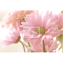 Фотообои для стен - Нежность цветка