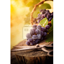 Фотообои - Гроздь винограда