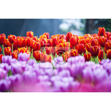 Фотообои с тюльпанами в саду