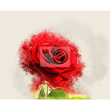 Фотообои - Рисунок розы