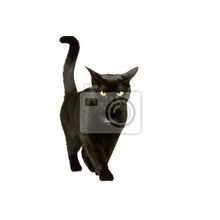 Фотообои - Черный кот