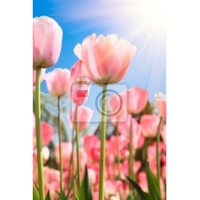 Фотообои с нежно-розовыми тюльпанами