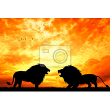 Фотообои - Битва львов