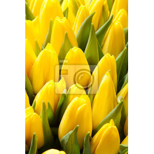Фотообои - Желтые тюльпаны