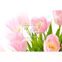 Фотообои с нежными тюльпанами
