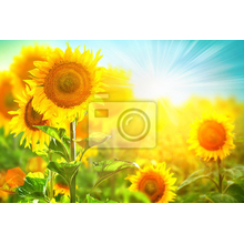 Фотообои с цветами солнца