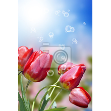 Фотообои с красными тюльпанами в лучах солнца