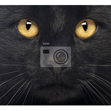 Фотообои на стену - Черный кот