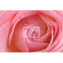 Фотообои - Розовая роза с каплями
