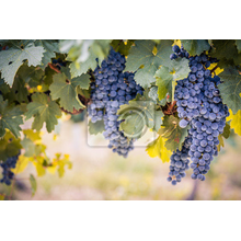 Фотообои для стен - Гроздья винограда