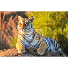 Фотообои - Красивый тигр