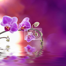 Фотообои с фиолетовой орхидей над водой
