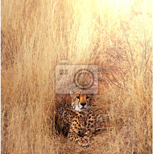 Фотообои с гепардом в сухой траве