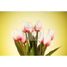 Фотообои с весенними тюльпанами