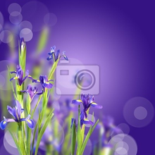 Фотообои на стену - Ирисы на фиолетовом фоне