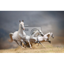 Фотообои с белыми лошадьми