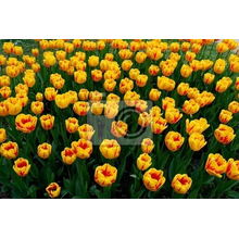 Фотообои с желтыми тюльпанами в парке