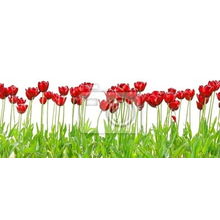 Фотообои на стену - Красные королевские тюльпаны