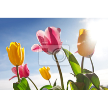 Фотообои для стен - Красивые тюльпаны