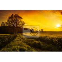 Фотообои с полем на закате