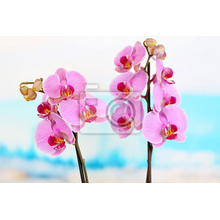Фотообои с веточками орхидеи