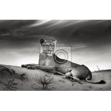 Фотообои - Львица в пустыне
