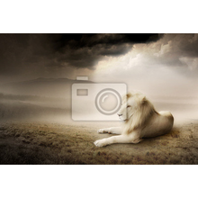 Фотообои с белым львом