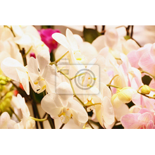 Фотообои с красивыми орхидеями