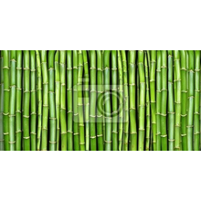 Фотообои с фоном - Зеленый бамбук