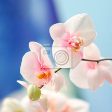 Фотообои на стену с розовой орхидеей