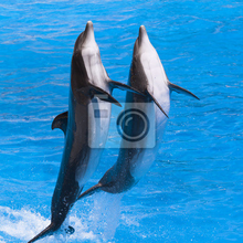 Фотообои - Два дельфина