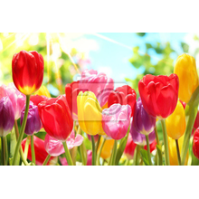 Фотообои с разноцветными тюльпанами