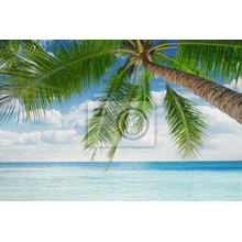 Фотообои с пальмой на фоне моря