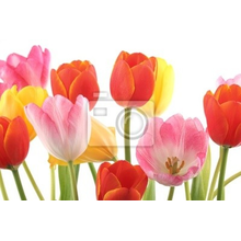 Фотообои - Яркие тюльпаны