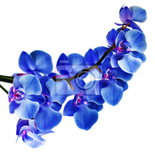 Фотообои с голубыми орхидеями на белом фоне