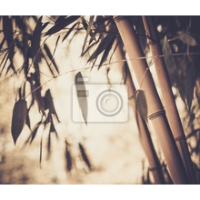 Фотообои на стену с бамбуком в ретро стиле