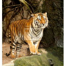 Фотообои с бенгальским тигром