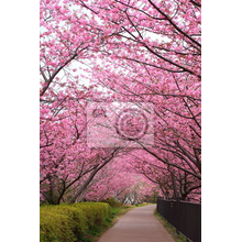 Фотообои с цветущей сакурой в парке