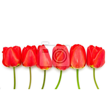 Фотообои с красными тюльпанами (белый фон)