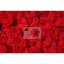 Фотообои - Миллион красных роз