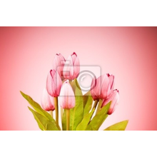 Фотообои - Букет тюльпанов на розовом фоне