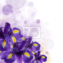 Фотообои с фиолетовыми ирисами
