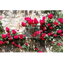 Фотообои с цветами - Розы на каменной стене