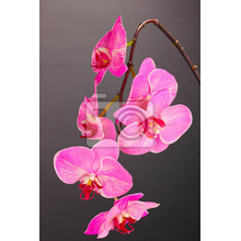 Фотообои с цветущими орхидеями на темном фоне
