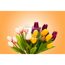 Фотообои с букетом разноцветных тюльпанов