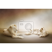 Фотообои с белыми львами