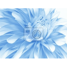 Фотообои с синим цветком