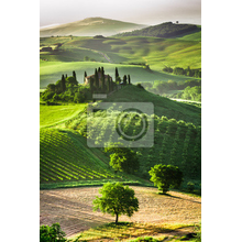 Фотообои с оливами и виногрдниками (пейзаж)