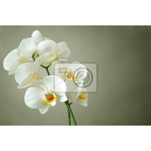 Фотообои на стену с белыми орхидеями
